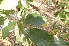 Uncaria sessilifructus